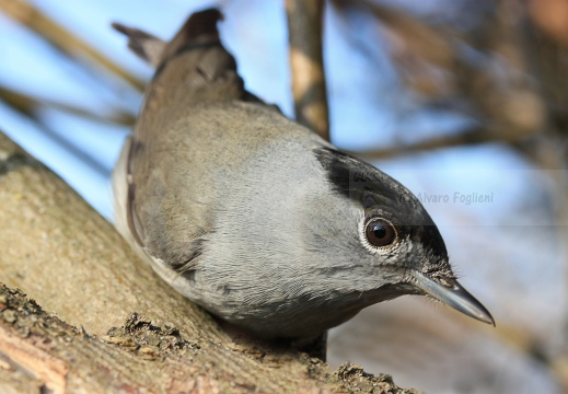 CAPINERA, Blackcap, Fauvette à tête noire  Sylvia atricapilla 