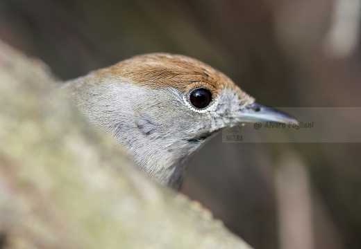 CAPINERA, Blackcap, Fauvette à tête noire  Sylvia atricapilla 