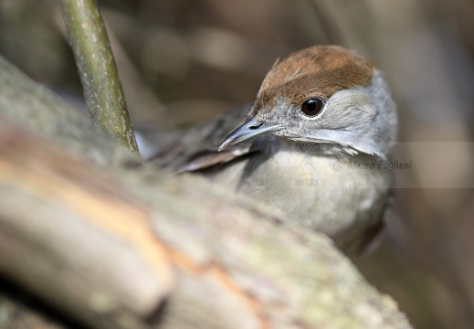 CAPINERA, Blackcap, Fauvette à tête noire  Sylvia atricapilla 