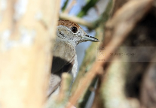 CAPINERA, Blackcap, Fauvette à tête noire  Sylvia atricapilla 