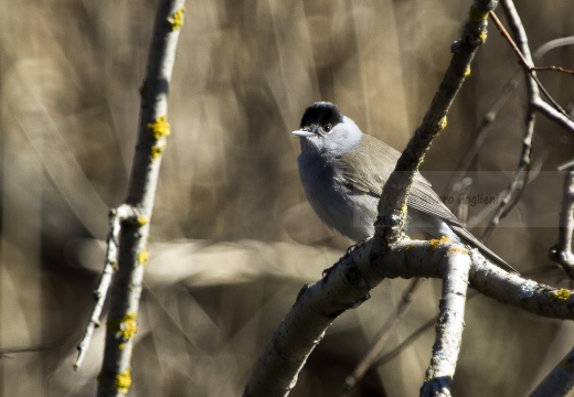 CAPINERA, Blackcap, Fauvette à tête noire  Sylvia atricapilla 