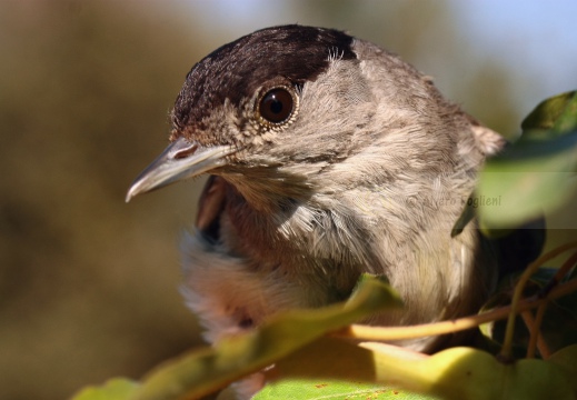 CAPINERA, Blackcap, Fauvette à tête noire  Sylvia atricapilla 