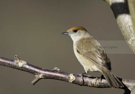 CAPINERA, Blackcap, Fauvette à tête noire  Sylvia atricapilla 