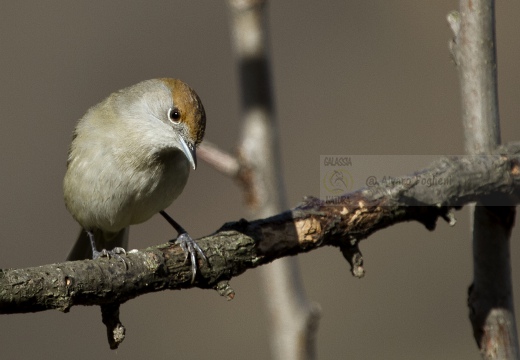 CAPINERA, Blackcap, Fauvette à tête noire  Sylvia atricapilla 