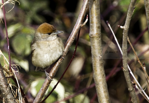 CAPINERA, Blackcap, Fauvette à tête noire  Sylvia atricapilla 