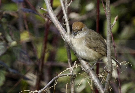 CAPINERA, Blackcap, Fauvette à tête noire  Sylvia atricapilla 