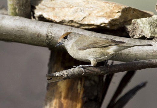 CAPINERA, Blackcap, Fauvette à tête noire  Sylvia atricapilla 