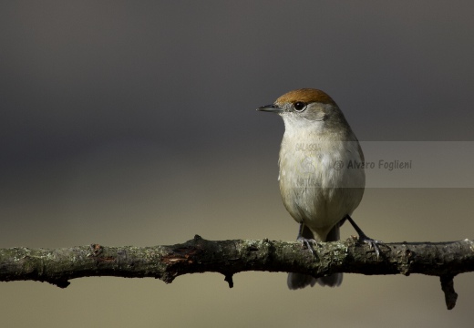 CAPINERA, Blackcap, Fauvette à tête noire  Sylvia atricapilla 