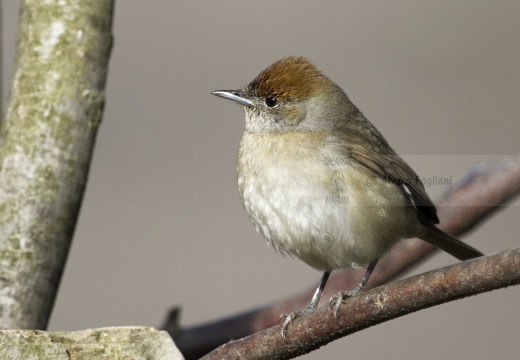 CAPINERA, Blackcap, Fauvette à tête noire  Sylvia atricapilla 