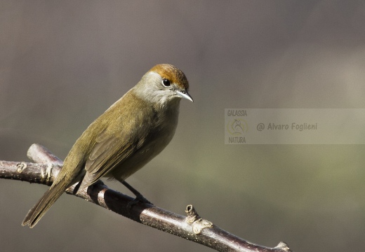 CAPINERA, Blackcap, Fauvette à tête noire  Sylvia atricapilla 