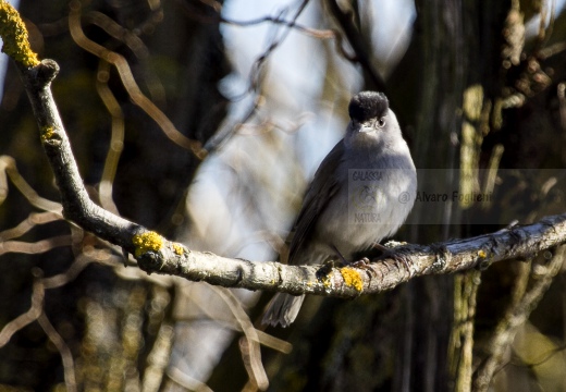 CAPINERA, Blackcap, Fauvette à tête noire  Sylvia atricapilla 