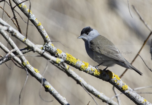 CAPINERA, Blackcap, Fauvette à tête noire  Sylvia atricapilla 