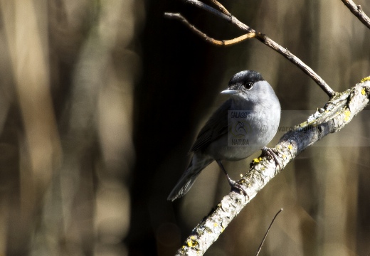 CAPINERA, Blackcap, Fauvette à tête noire  Sylvia atricapilla 