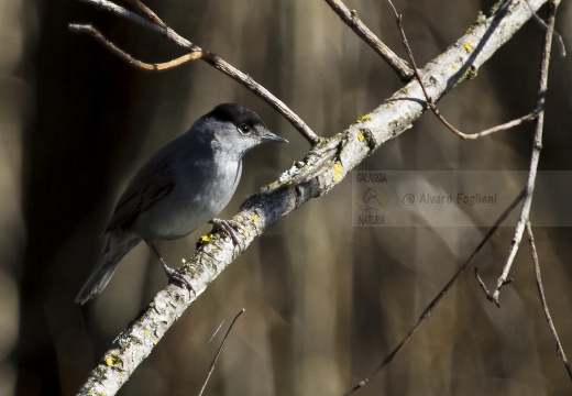 CAPINERA, Blackcap, Fauvette à tête noire  Sylvia atricapilla 