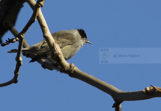 CAPINERA, Blackcap, Fauvette à tête noire  Sylvia atricapilla 