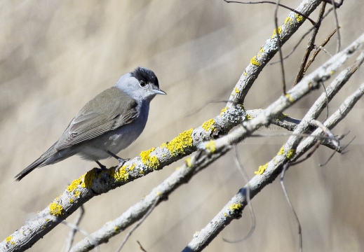 CAPINERA, Blackcap, Fauvette à tête noire  Sylvia atricapilla 