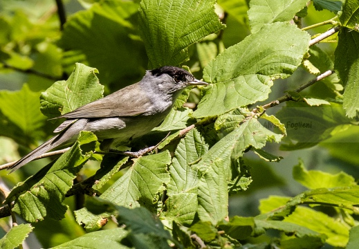 CAPINERA, Blackcap, Fauvette à tête noire  Sylvia atricapilla 