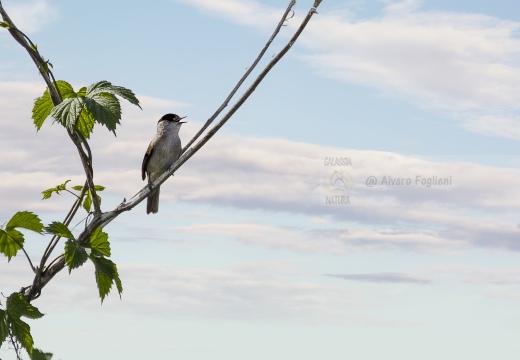 CAPINERA, Blackcap, Fauvette à tête noire  Sylvia atricapilla 