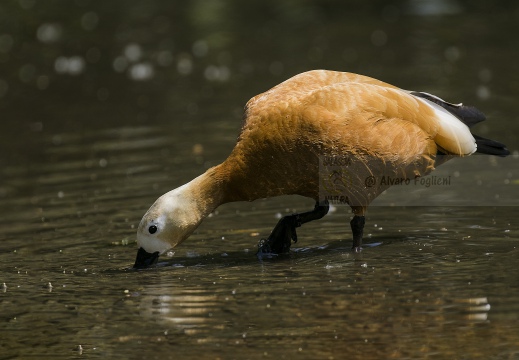 CASARCA, Ruddy Shelduck, Tadorne casarca; Tadorna ferruginea