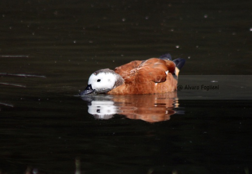 CASARCA, Ruddy Shelduck, Tadorne casarca; Tadorna ferruginea