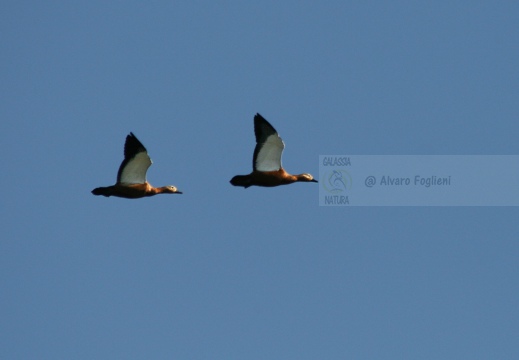 CASARCA, Ruddy Shelduck, Tadorne casarca; Tadorna ferruginea