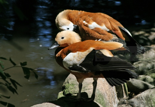 CASARCA, Ruddy Shelduck, Tadorne casarca; Tadorna ferruginea