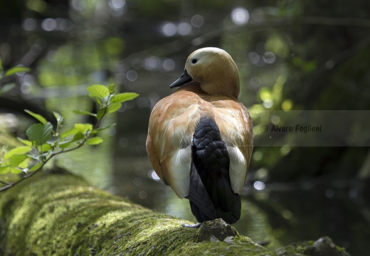 CASARCA, Ruddy Shelduck, Tadorne casarca; Tadorna ferruginea