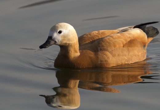 CASARCA, Ruddy Shelduck, Tadorne casarca; Tadorna ferruginea