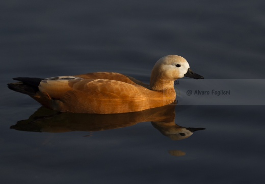 CASARCA, Ruddy Shelduck, Tadorne casarca; Tadorna ferruginea