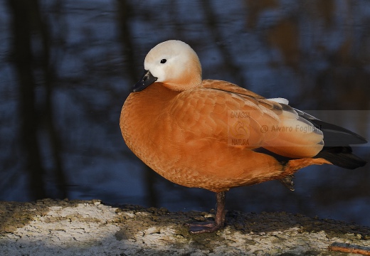 CASARCA, Ruddy Shelduck, Tadorne casarca; Tadorna ferruginea