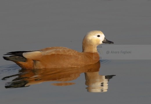 CASARCA, Ruddy Shelduck, Tadorne casarca; Tadorna ferruginea