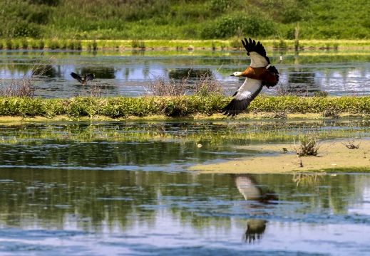 CASARCA, Ruddy Shelduck, Tadorne casarca; Tadorna ferruginea