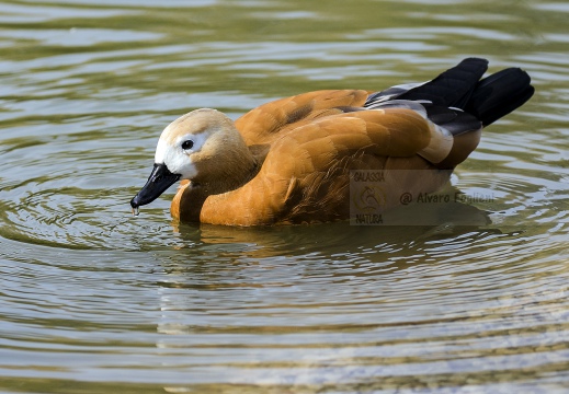 CASARCA, Ruddy Shelduck, Tadorne casarca; Tadorna ferruginea