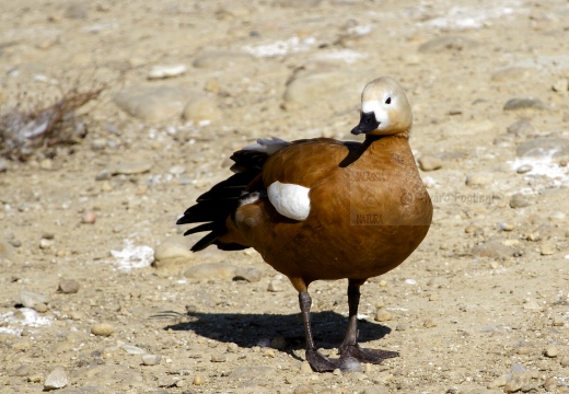 CASARCA, Ruddy Shelduck, Tadorne casarca; Tadorna ferruginea