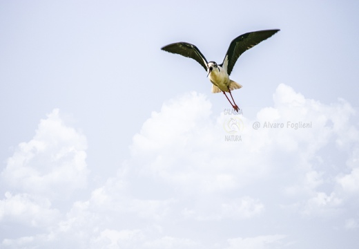 CAVALIERE D'ITALIA, Black-winged Stilt, Échasse blanche; Himantopus himantopus 