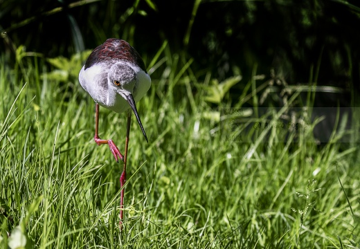 CAVALIERE D'ITALIA, Black-winged Stilt, Échasse blanche; Himantopus himantopus 