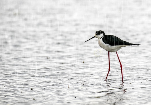 CAVALIERE D'ITALIA, Black-winged Stilt, Échasse blanche; Himantopus himantopus 