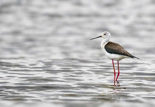 CAVALIERE D'ITALIA, Black-winged Stilt, Échasse blanche; Himantopus himantopus 