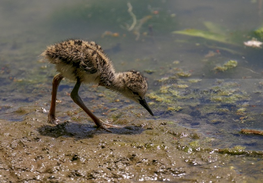 CAVALIERE D'ITALIA, Black-winged Stilt, Échasse blanche; Himantopus himantopus 