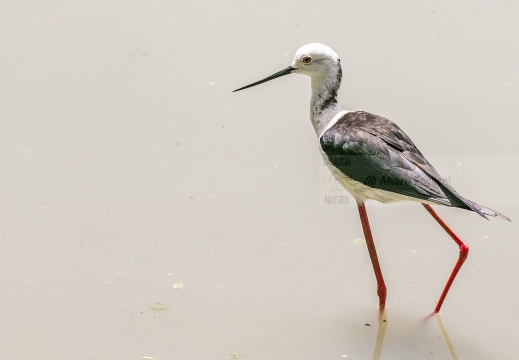 CAVALIERE D'ITALIA, Black-winged Stilt, Échasse blanche; Himantopus himantopus 