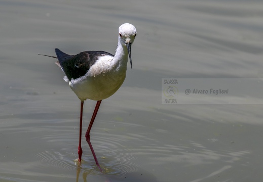 CAVALIERE D'ITALIA, Black-winged Stilt, Échasse blanche; Himantopus himantopus 