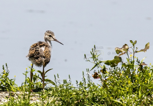 CAVALIERE D'ITALIA, Black-winged Stilt, Échasse blanche; Himantopus himantopus 