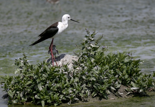 CAVALIERE D'ITALIA, Black-winged Stilt, Échasse blanche; Himantopus himantopus 