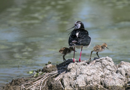 CAVALIERE D'ITALIA, Black-winged Stilt, Échasse blanche; Himantopus himantopus 