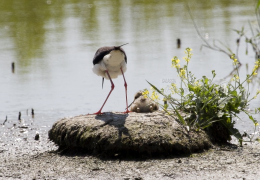 CAVALIERE D'ITALIA, Black-winged Stilt, Échasse blanche; Himantopus himantopus 