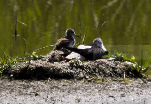 CAVALIERE D'ITALIA, Black-winged Stilt, Échasse blanche; Himantopus himantopus 