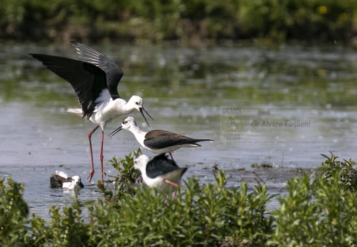 CAVALIERE D'ITALIA, Black-winged Stilt, Échasse blanche; Himantopus himantopus 