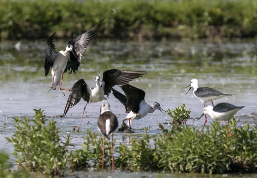 CAVALIERE D'ITALIA, Black-winged Stilt, Échasse blanche; Himantopus himantopus 