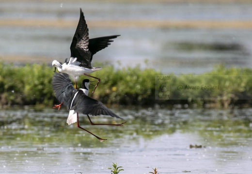 CAVALIERE D'ITALIA, Black-winged Stilt, Échasse blanche; Himantopus himantopus 