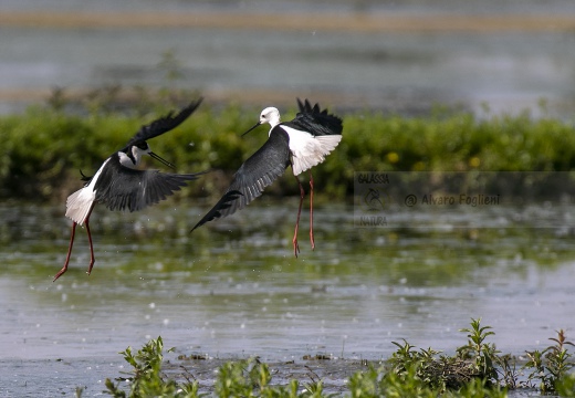 CAVALIERE D'ITALIA, Black-winged Stilt, Échasse blanche; Himantopus himantopus 